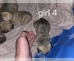 Small #1 French Bulldog