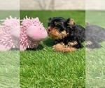 Small Photo #10 Yorkshire Terrier Puppy For Sale in SIMI VALLEY, CA, USA