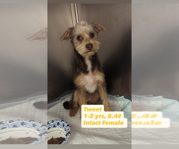 Medium Photo #1 Mutt Puppy For Sale in San Diego , CA, USA