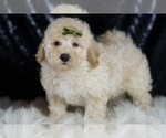 Small #4 Goldendoodle (Miniature)