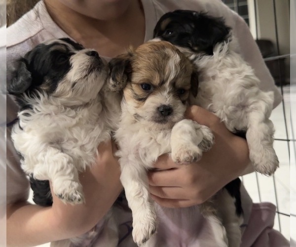Medium Photo #2 Poovanese Puppy For Sale in TOPPENISH, WA, USA