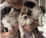 Small #1 Poovanese