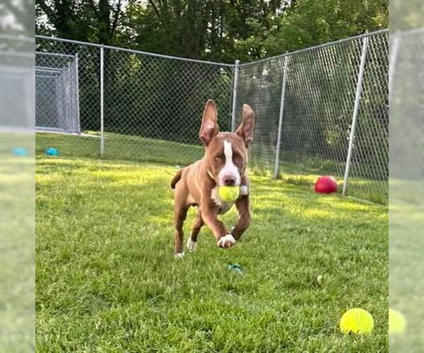 Medium Photo #4 Labrador Retriever-Unknown Mix Puppy For Sale in Muskegon, MI, USA