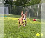 Small #3 Labrador Retriever Mix