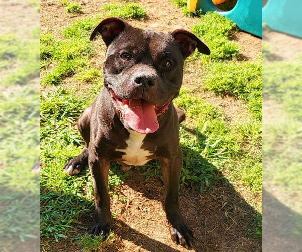 Medium Photo #8 Bulloxer Puppy For Sale in Decatur, GA, USA