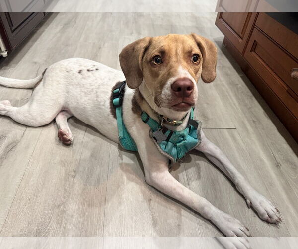 Medium Photo #6 Beagle-Unknown Mix Puppy For Sale in Sanford, FL, USA