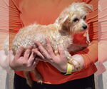 Small #1 Maltese