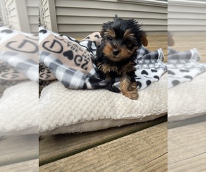 Yorkshire Terrier Puppy for Sale in FENTON, Michigan USA