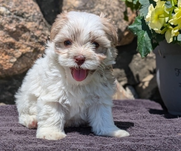Medium Photo #21 Havanese Puppy For Sale in GOSHEN, IN, USA