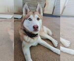 Small Siberian Husky
