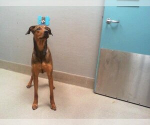Doberman Pinscher-Unknown Mix Dogs for adoption in Las Vegas, NV, USA