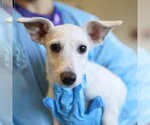 DAMON - Male Mutt Dog for Adoption - Small photo