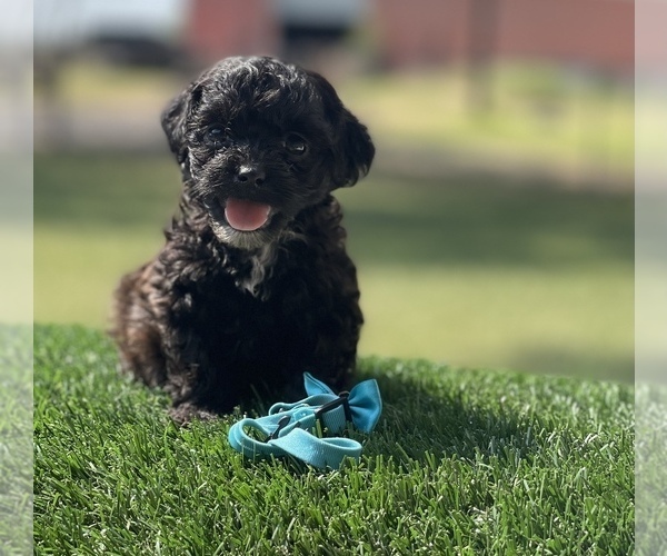 Medium Photo #2 ShihPoo Puppy For Sale in EL CAMPO, TX, USA