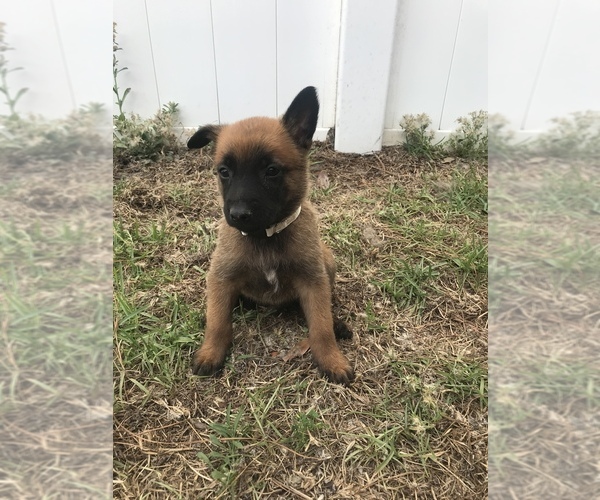 Medium Photo #6 Belgian Malinois Puppy For Sale in WAYCROSS, GA, USA