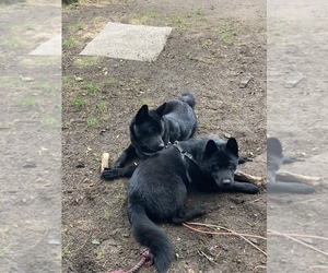 Akita-Chow Chow Mix Puppy for sale in MIDLAND, MI, USA