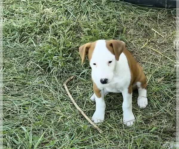 Medium Photo #1 Beagle-Unknown Mix Puppy For Sale in Stover, MO, USA