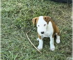 Small Beagle Mix