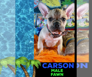 French Bulldog Puppy for sale in HEATHROW, FL, USA