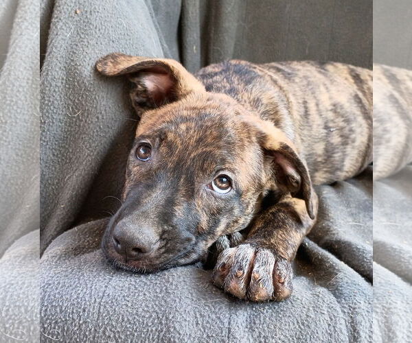 Medium Photo #3 Mutt Puppy For Sale in Apple Valley, CA, USA
