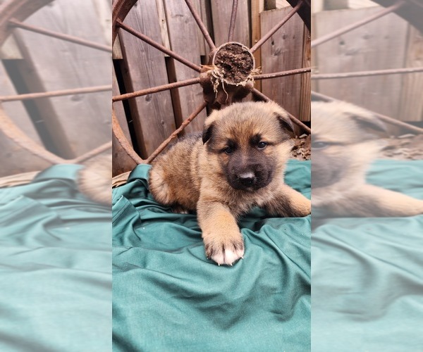 Medium Photo #2 German Shepherd Dog Puppy For Sale in GREENWOOD, WI, USA