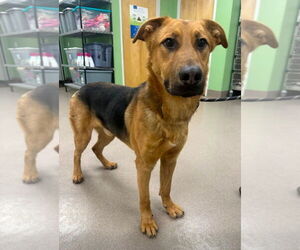 German Shepherd Dog Dogs for adoption in La Porte, IN, USA