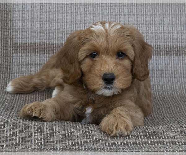 Medium Photo #3 Cavapoo (Miniature)-Goldendoodle Mix Puppy For Sale in SAINT MARYS, KS, USA