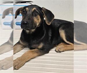 Beagle-German Shepherd Dog Mix Dogs for adoption in Bakersfield, CA, USA