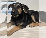 Small Beagle-German Shepherd Dog Mix