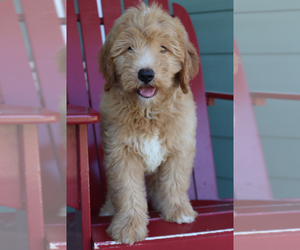 Goldendoodle (Miniature) Puppy for sale in ITASCA, TX, USA