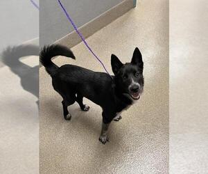Mutt Dogs for adoption in Las Vegas, NV, USA