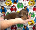 Image preview for Ad Listing. Nickname: Mini Ziggy