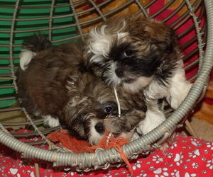 Shih Tzu Puppy for sale in PATERSON, NJ, USA