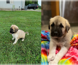 Anatolian Shepherd-Great Pyredane Mix Puppy for sale in MUNCIE, IN, USA