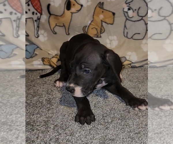 Medium Photo #2 Great Dane Puppy For Sale in DENHAM SPRINGS, LA, USA