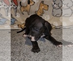 Small #1 Great Dane