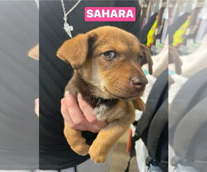 Chipin Dogs for adoption in Foristell, MO, USA