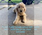 Puppy Lady Labradoodle