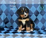 Small Photo #29 Bernese Mountain Dog Puppy For Sale in HARRISONBURG, VA, USA