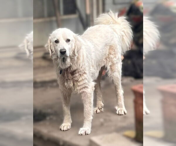 Medium Photo #5 Great Pyrenees-Unknown Mix Puppy For Sale in Dallas, TX, USA