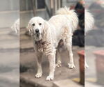 Small #4 Great Pyrenees Mix
