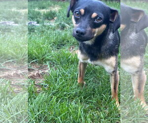 Chihuahua Dogs for adoption in Sandy, UT, USA