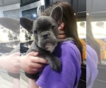 Small Photo #10 French Bulldog Puppy For Sale in LITTLE ELM, TX, USA