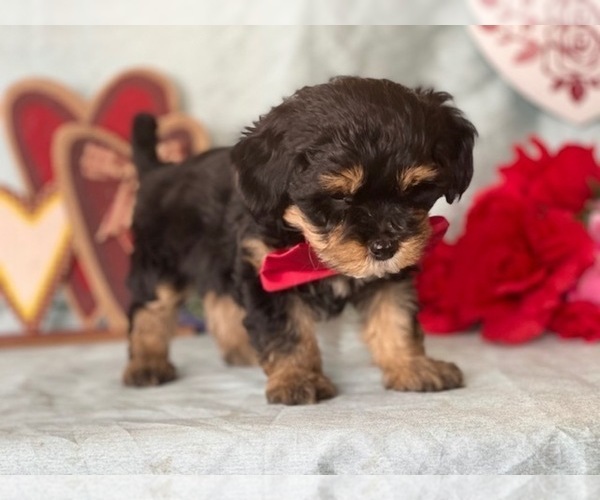 Medium Photo #5 YorkiePoo Puppy For Sale in LANCASTER, PA, USA