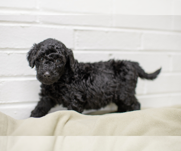 Medium Photo #5 Goldendoodle Puppy For Sale in CEDAR BLUFF, VA, USA