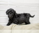 Small Photo #5 Goldendoodle Puppy For Sale in CEDAR BLUFF, VA, USA