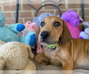 Regina - Female Doberman Pinscher-Unknown Mix Dog for Adoption - Photo #8