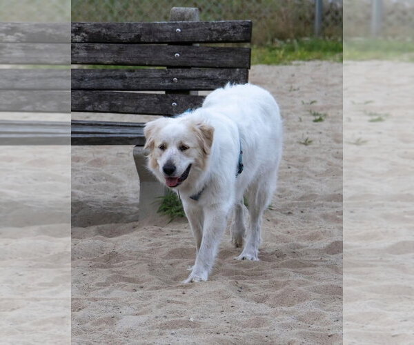 Medium Photo #10 Great Pyrenees Puppy For Sale in Spring, TX, USA