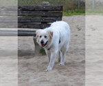 Small #9 Great Pyrenees