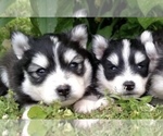 Small Photo #18 Pomsky Puppy For Sale in BAXTER, TN, USA