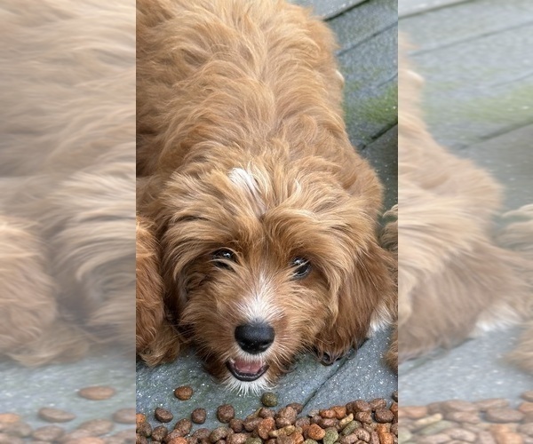 Medium Photo #4 Cavapoo Puppy For Sale in REHOBOTH, MA, USA